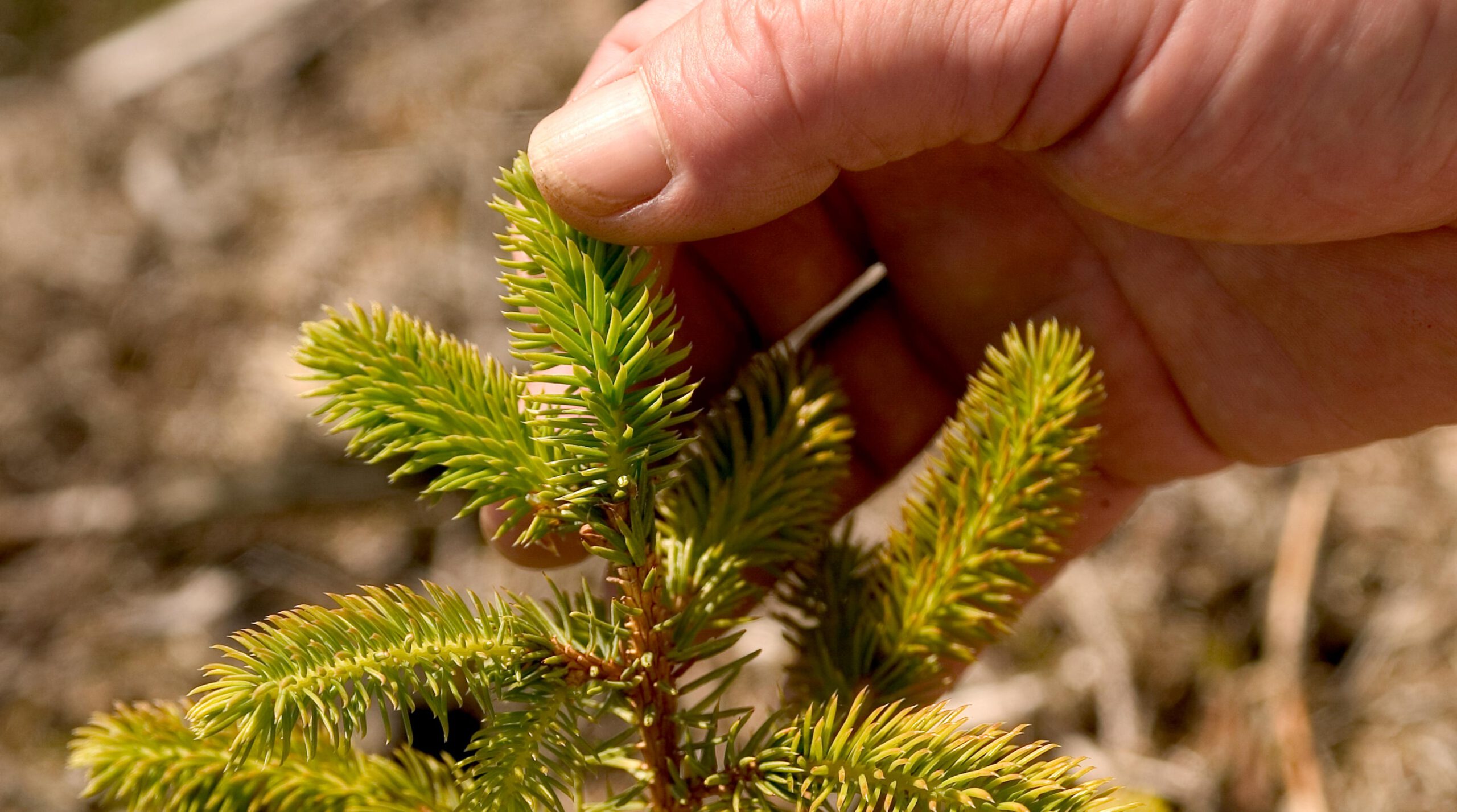 reheat-leads-forest-research-tree-cover-expansion-survey